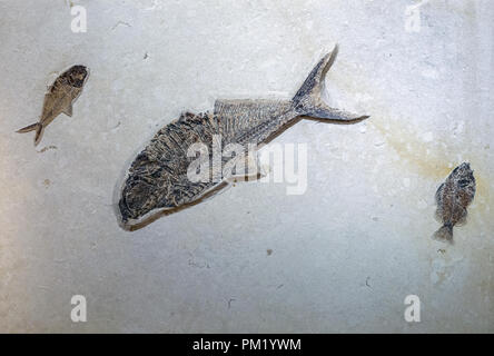 Diplomystus et Priscacara fossiles de poissons. 40 à 50 millions d'années, trouvé dans la Formation de Green River dans le Wyoming, USA. Banque D'Images