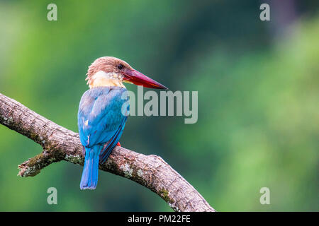 Stork-billed kingfisher Banque D'Images