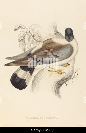 Columba Leuconota Pigeon (neige). Technique : lithographie colorée à la main. Musée : National Gallery of Art, Washington DC. Auteur : Elizabeth Gould. Banque D'Images