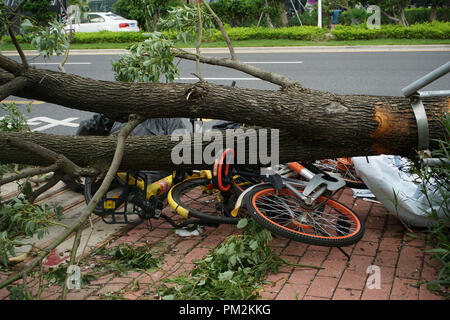 Arbre renversé. Vélos partagés écrasé par un arbre tombé comme Typhon Mangkhut hits Shenzhen, province de Guangdong, dans le sud de la Chine. Banque D'Images