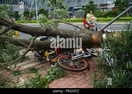 Vélos partagés écrasé par un arbre tombé comme Typhon Mangkhut hits Shenzhen, province de Guangdong, dans le sud de la Chine. Banque D'Images