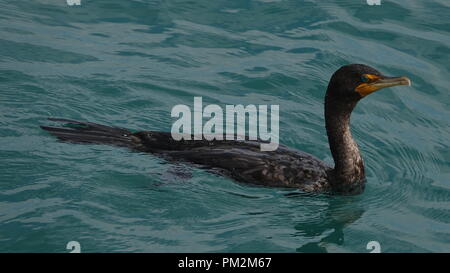 Close-up de natation la double-crested Cormorant Banque D'Images