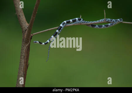 Bride commune Wolf Snake sur l'arbre dans la nature, ou serpent bride commune (Dryocalamus davisonii) Banque D'Images