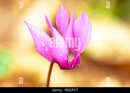 Plan Macro sur beau cyclamen rose. Banque D'Images