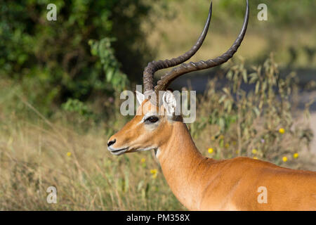 Impala, (Aepyceros melampus), Ram, Impala mâle Banque D'Images