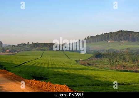 La plantation de thé, plantations de thé, de fermes, de l'Ouganda Afrique de l'Est Banque D'Images