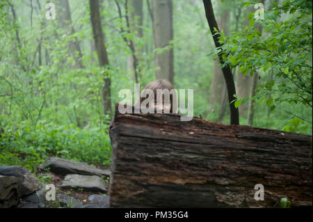 États-unis - le 19 mai : le sentier des Appalaches entre la Route 7 et la route 50 près de Bluemont, Virginie. L'Appalachian National Scenic Trail, en général Banque D'Images