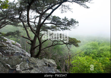 États-unis - le 19 mai : le sentier des Appalaches entre la Route 7 et la route 50 près de Bluemont, Virginie. L'Appalachian National Scenic Trail, en général Banque D'Images