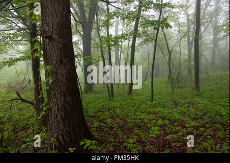 États-unis - le 19 mai : le sentier des Appalaches entre la Route 7 et la route 50 près de Bluemont, Virginie. L'Appalachian National Scenic Trail, en général Banque D'Images