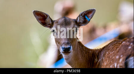 Repéré en daim femme paysage luxuriant à l'appareil photo à droite Banque D'Images