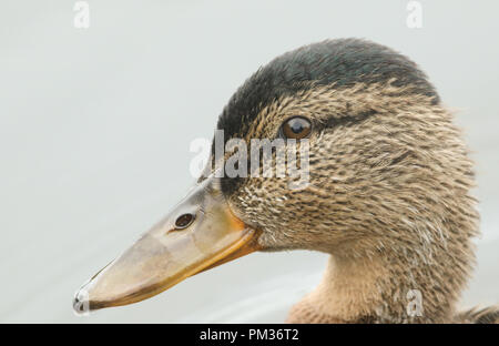 Une tête d'un mignon jeune canard colvert (Anas platyrhynchos) Nager dans une rivière. Banque D'Images