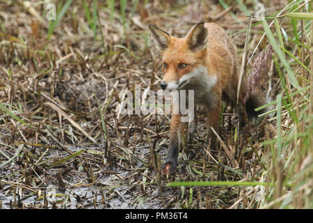 Un beau Renard roux (Vulpes vulpes) à la recherche de nourriture dans une roselière au bord d'un lac. Banque D'Images