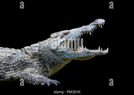 Fermer grand crocodile sur fond noir Banque D'Images