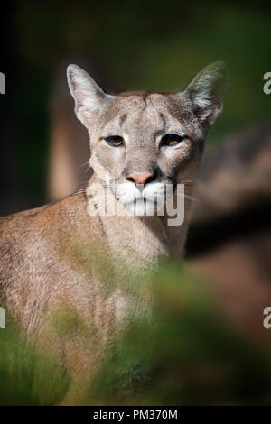 Portrait d'un couguar, mountain lion, puma sur fond sombre Banque D'Images