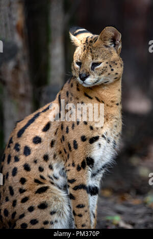 Fermer jeunes serval chat (Felis serval) Banque D'Images