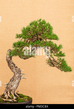 Bonsaï Japonais élégant placé sur un fond de tissu jaune antique Banque D'Images