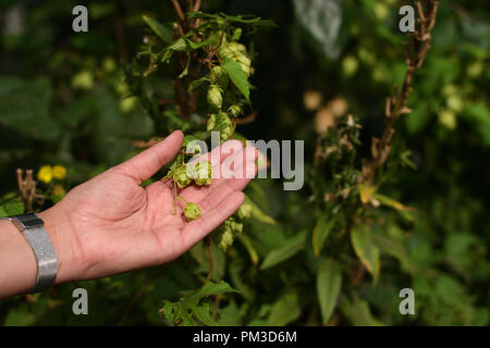 Très jolie femme tenant dans sa main le houblon sauvage Banque D'Images