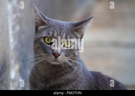 Super Mignon Chat Gris Isoles Portrait On Street Photo Stock Alamy