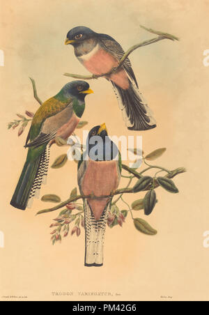 Trogan variegatus. En date du : probablement 1836/1838. Technique : lithographie colorée à la main. Musée : National Gallery of Art, Washington DC. Auteur : John Gould et W. Hart. Banque D'Images