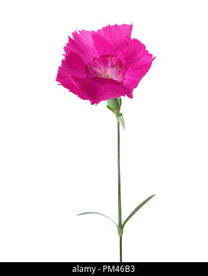 Fleur oeillet de couleur magenta isolé sur fond blanc. Dianthus Banque D'Images