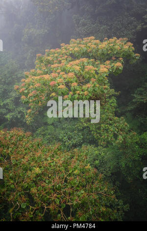 Vue de la forêt d'en haut. La réserve de la Forêt Nuageuse de Monteverde. Costa Rica. Banque D'Images