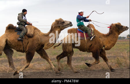 Chameau de Bactriane racing en région d'Astrakhan, Russie. Les agriculteurs faire du chameau de Bactriane à deux bosses au cours de courses en région d'Astrakhan de la Russie. Banque D'Images