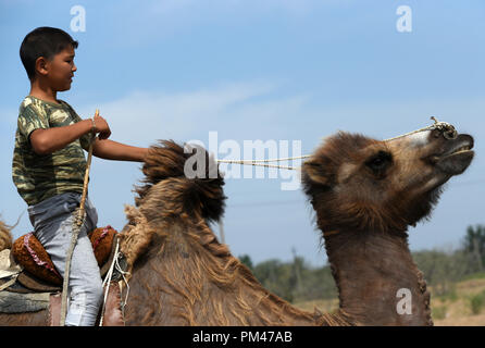 Jeune garçon rides du chameau de Bactriane sur racing en région d'Astrakhan, Russie. Banque D'Images