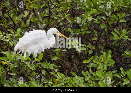 Grande Aigrette (Ardea alba) secouer les plumes. Parc National Palo Verde. La Province de Guanacaste. Costa Rica. Banque D'Images