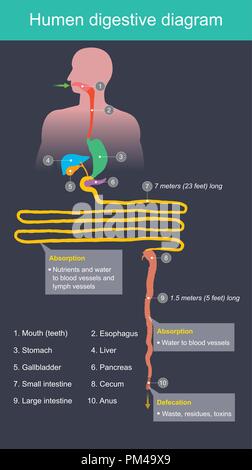 Le petit intestin absorbe les nutriments dans l'organisme, à travers les vaisseaux sanguins et les résidus des déchets dans le côlon et aller à l'anus. Illustration de Vecteur