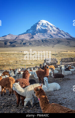 La ferme des Alpagas, volcan Sajama en arrière-plan, en Bolivie Banque D'Images