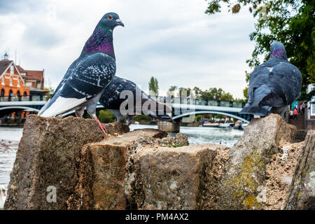 Les pigeons avec le plumage de couleur vive sur le cou se percher sur un mur de pierre près de la Tamise à Windsor, Royaume-Uni. Banque D'Images