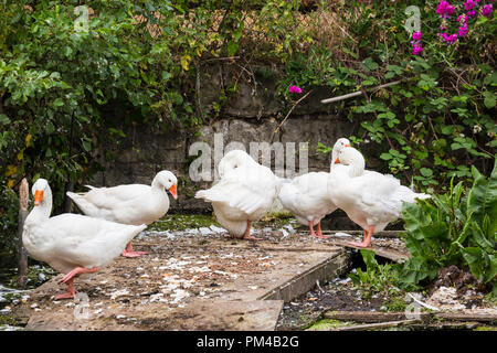 Les oies blanches sur le canal de navigation de Lee Valley London UK Banque D'Images