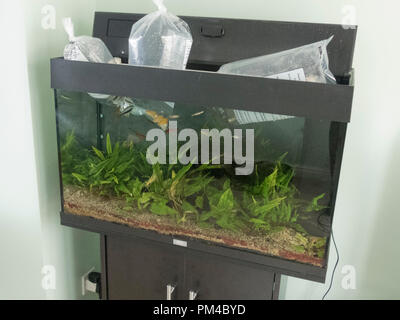 Poissons d'eau douce tropicaux d'être introduit dans un aquarium Banque D'Images