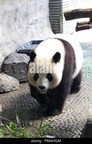 Grand Panda en captivité Banque D'Images