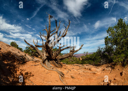 Juniper noueux publier dans Canyonlands National Park, Utah USA Banque D'Images