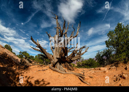 Juniper noueux publier dans Canyonlands National Park, Utah USA Banque D'Images