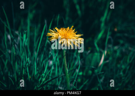 Belle couleur jaune vif pissenlit dans une mer de verdure Banque D'Images