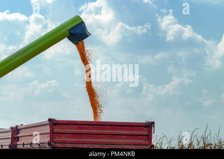 Déchargeur de moissonneuse-batteuse en grains de maïs versant fret tracteur panier après la moisson abondante et fructueuse Banque D'Images