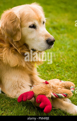 Personnes âgées golden retriever dog avec soft toy en contemplant sa vie sur le jardin pelouse en UK Banque D'Images