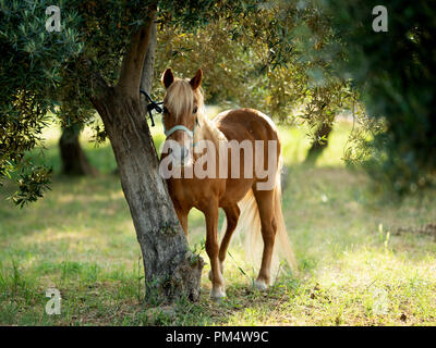 Poney brun mignon portrait, attaché à un arbre Banque D'Images