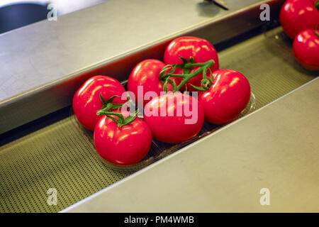 Ligne de triage et d'emballage de produits frais tomates rouges mûres sur vigne en néerlandais, à effet de l'agriculture bio Banque D'Images