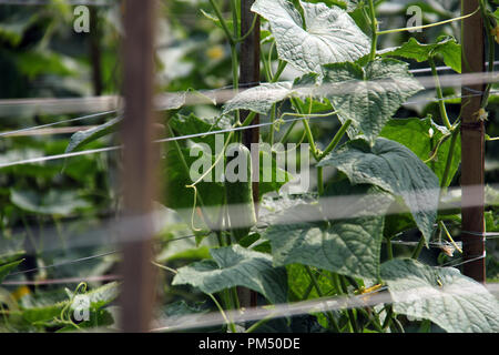 Plantation concombre à Bandung, Indonésie, Asie du sud-est. Banque D'Images