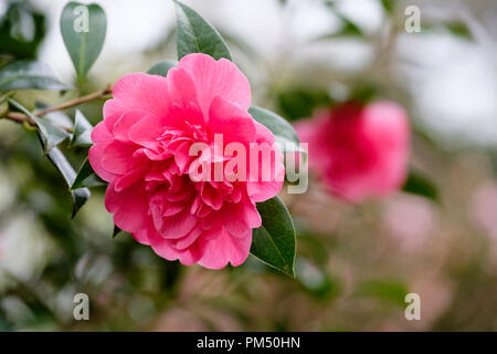 Fleurs rose foncé de Camellia x williamsii "anticipation" Banque D'Images