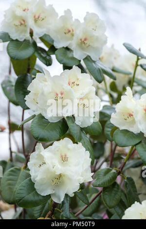 Fleurs blanches de rhododendron rothenburg Banque D'Images