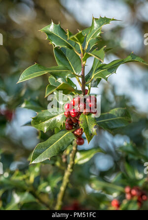 Des baies de houx, Ilex aquifolium Banque D'Images