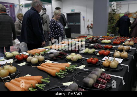 Harrogate Flower Show 2018 Harrogate, Yorkshire, UK. 18 sept., 2018. Harrogate Automne Annuel Flower Show Banque D'Images