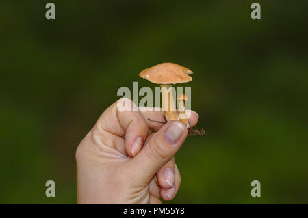 La tenue de deux petits champignons à la savoureuse en main, essayant de décider ceux qui sont sûr de manger ou non. Part et les champignons isolés de vert foncé backgrou Banque D'Images