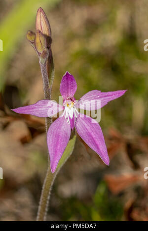 Caladenia latifolia, pink fairies Orchid Banque D'Images