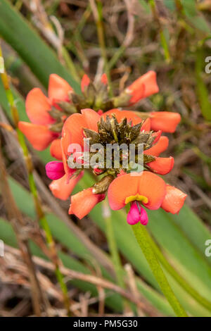 Glycinifolium Chorizema, Orange Pois flamme Banque D'Images