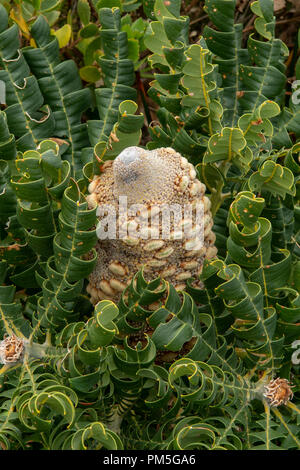 Banksia Banksia grandis, Bull Banque D'Images